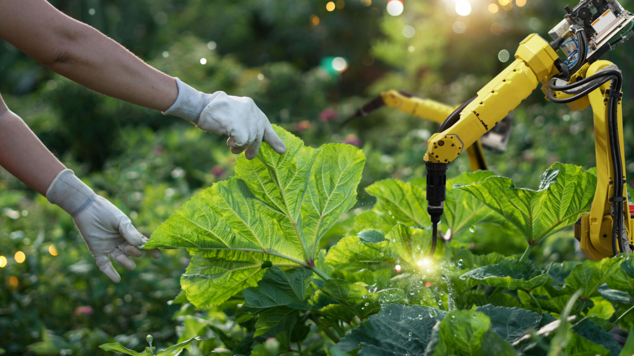 agriculture-futuristic-pollinate-of-vegetables-with-robot-automation-detection-spray-chemical-leaf-analysis-and-foliar-fertilization-eliminate-pests-and-provide-essential-nutrients-to-plants-stockpack-istock.jpg