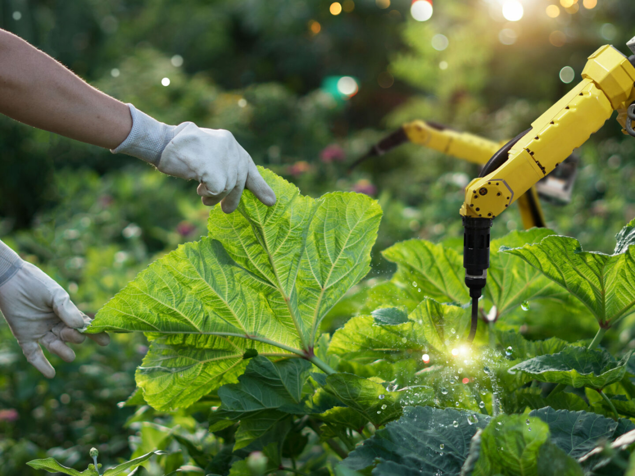 agriculture-futuristic-pollinate-of-vegetables-with-robot-automation-detection-spray-chemical-leaf-analysis-and-foliar-fertilization-eliminate-pests-and-provide-essential-nutrients-to-plants-stockpack-istock.jpg