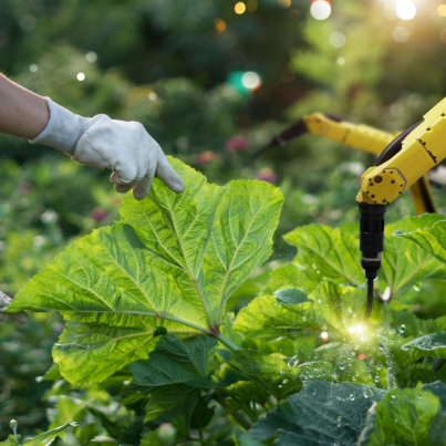 agriculture-futuristic-pollinate-of-vegetables-with-robot-automation-detection-spray-chemical-leaf-analysis-and-foliar-fertilization-eliminate-pests-and-provide-essential-nutrients-to-plants-stockpack-istock.jpg