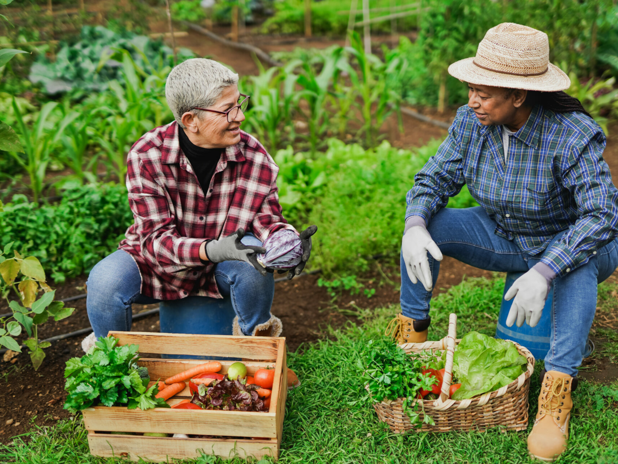 multiracial-senior-women-having-fun-gardening-together-ecological-vegetable-and-harvest-concept-stockpack-istock.jpg