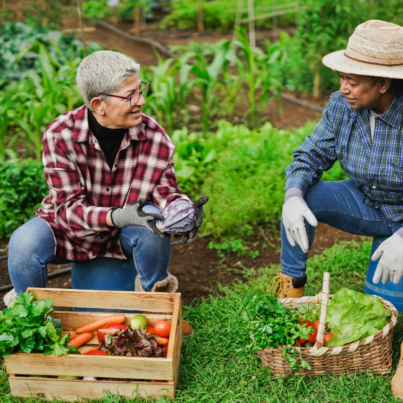 multiracial-senior-women-having-fun-gardening-together-ecological-vegetable-and-harvest-concept-stockpack-istock.jpg