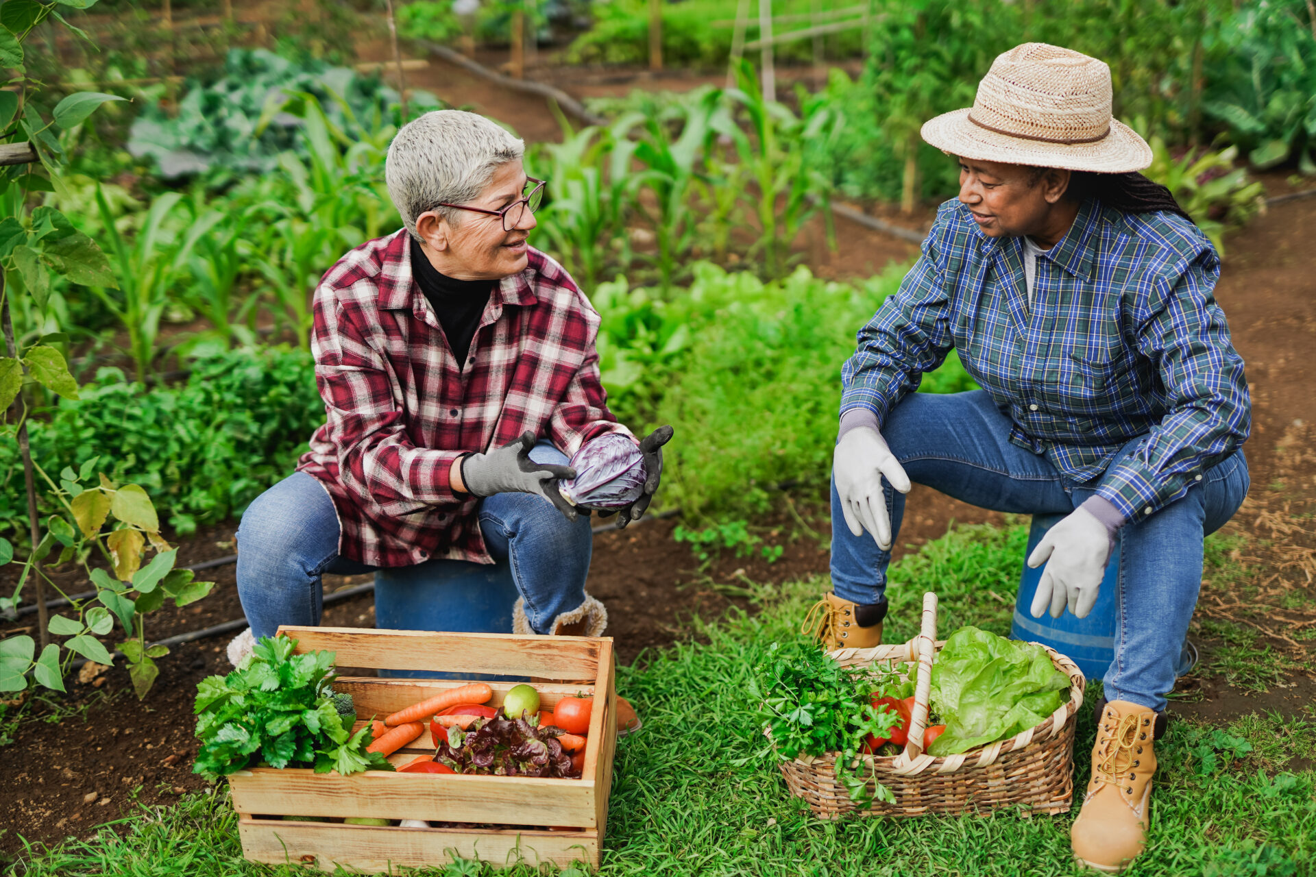 multiracial-senior-women-having-fun-gardening-together-ecological-vegetable-and-harvest-concept-stockpack-istock.jpg