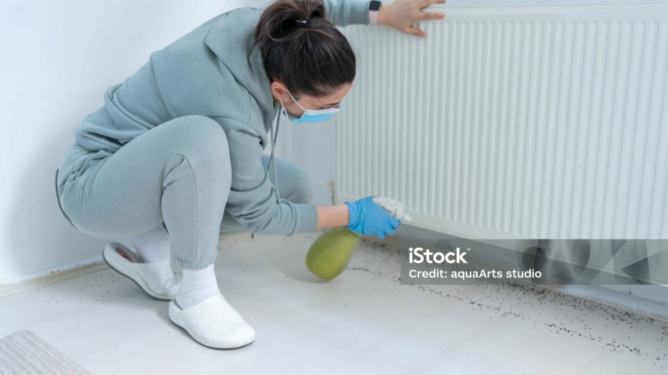 woman-spraying-insecticide-with-sprayer-at-home-stockpack-istock.jpg